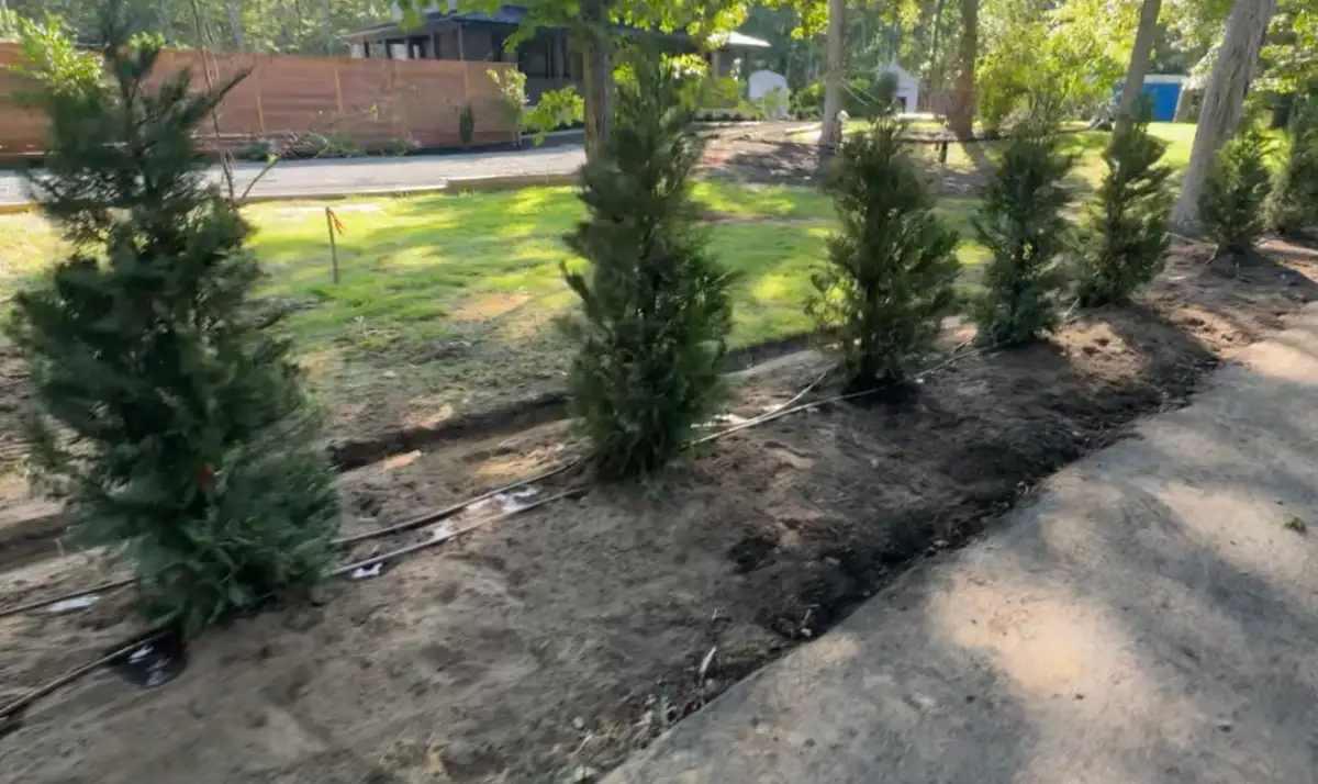 Drip irrigation installed around evergreen plantings