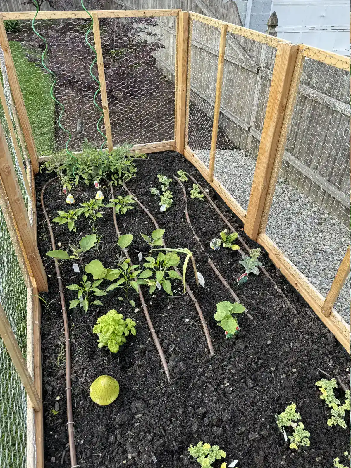 Drip irrigation system installed in a raised garden bed