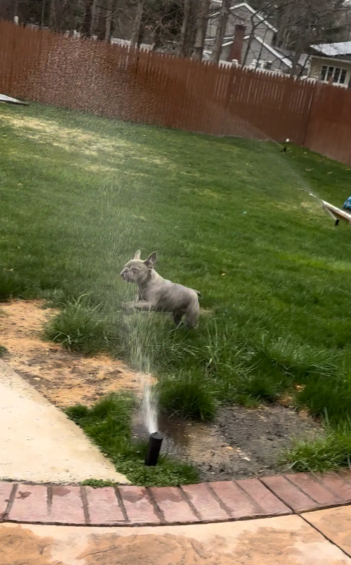 Lawn sprinkler system activated during spring start-up service